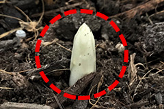 ホワイトアスパラガスに向かない芽