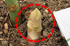 ホワイトアスパラガスに向かない芽