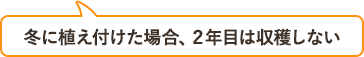 冬に植え付けた場合、2年目は収穫しない