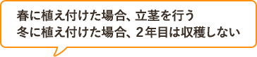 春に植え付けた場合、立茎を行う 冬に植え付けた場合、2年目は収穫しない