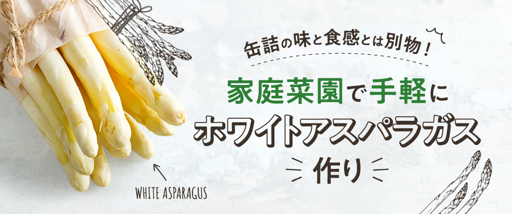 缶詰の味と食感とは別物!家庭菜園で手軽にホワイトアスパラガス作り