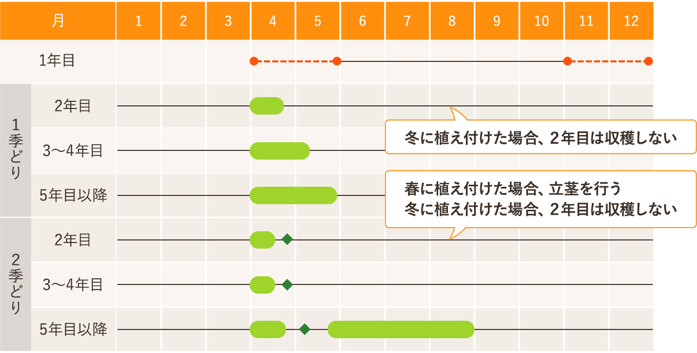 暖地・温暖地のアスパラガスの作型図