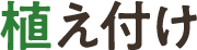 植え付け