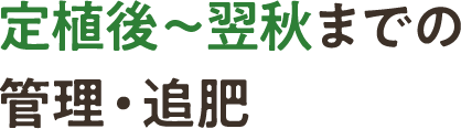 定植後~翌秋までの管理・追肥