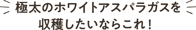 極太のホワイトアスパラガスを収穫したいならこれ!