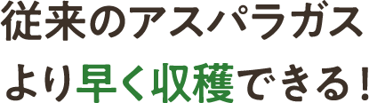 従来のアスパラガスより早く収穫できる!