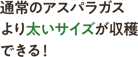 通常のアスパラガスより太いサイズが収穫できる!