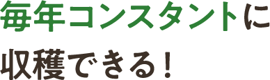 毎年コンスタントに収穫できる!