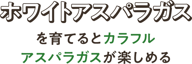 ホワイトアスパラガスを育てるとカラフルアスパラガスが楽しめる