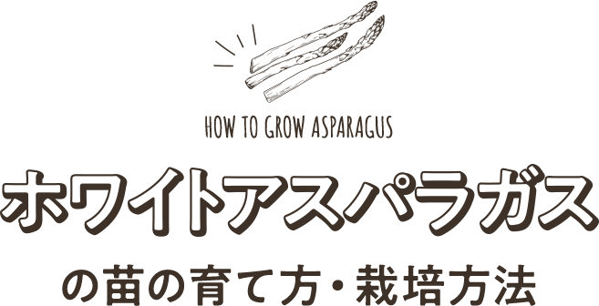 アスパラガスの苗の育て方・栽培方法