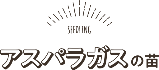 ホワイトアスパラガスの苗