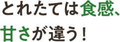 とれたては食感、甘さが違う!