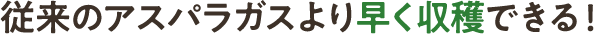 従来のアスパラガスより早く収穫できる!