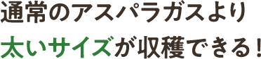 通常のアスパラガスより太いサイズが収穫できる!