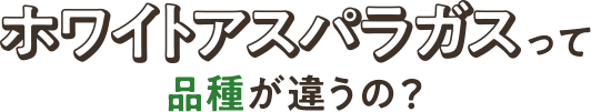 ホワイトアスパラガスって品種が違うの?