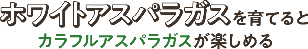 ホワイトアスパラガスを育てるとカラフルアスパラガスが楽しめる
