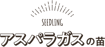 ホワイトアスパラガスの苗