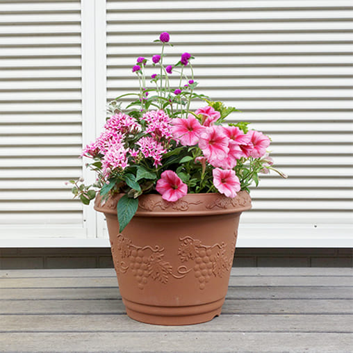 ペチュニア バカラiQを使用した寄せ植えのイメージ写真、ピンク系の鉢植え