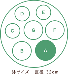 鉢サイズ 直径32cm