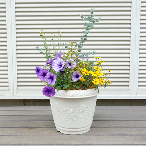 ペチュニア バカラiQを使用した寄せ植えのイメージ写真、ブルーとイエローの鉢植え
