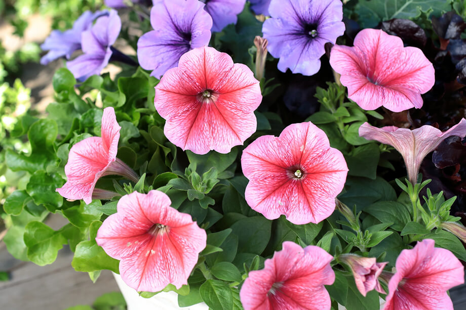 よく咲くペチュニア バカラiQ写真