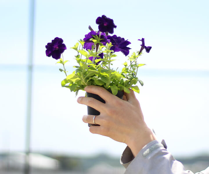 ペチュニア苗の鉢の写真