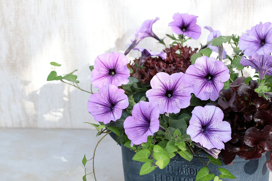 よく咲くペチュニア バカラiQ写真