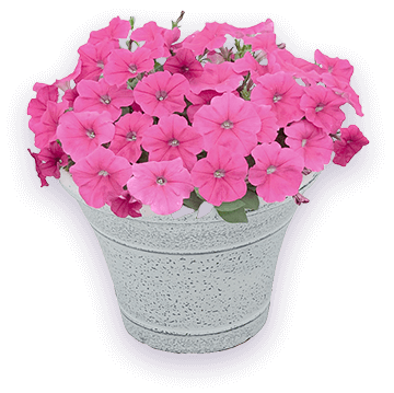 ペチュニア バカラiQ 鉢の写真