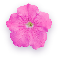 ペチュニア バカラiQ 花のアップ写真