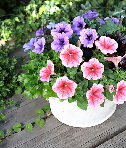 ペチュニア バカラiQの鉢植えの写真