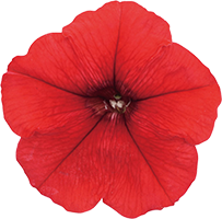 よく咲くペチュニア バカラiQ レッド 花のアップ写真