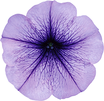 よく咲くペチュニア バカラiQ オーシャン 花のアップ写真