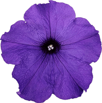 よく咲くペチュニア パフィン ミッドブルー 花のアップ写真