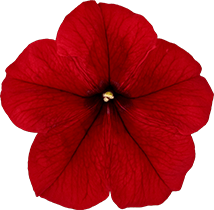 よく咲くペチュニア パフィン レッド 花のアップ写真