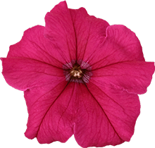 よく咲くペチュニア パフィン ローズ 花のアップ写真