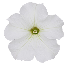 よく咲くペチュニア パフィン ホワイト 花のアップ写真