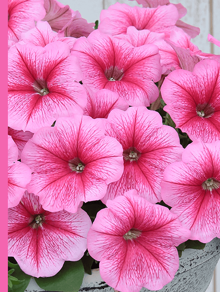 よく咲くペチュニア バカラiQ ストロベリー 写真