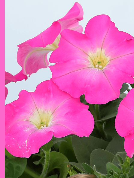 よく咲くペチュニア バカラiQ ブラッシュピンク 写真