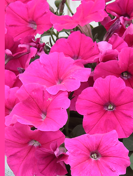 よく咲くペチュニア バカラiQ ローズ 写真