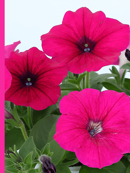 よく咲くペチュニア バカラiQ パープル 写真