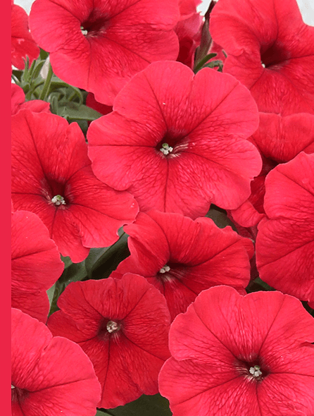 よく咲くペチュニア バカラiQ レッド 写真