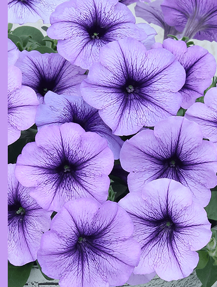 よく咲くペチュニア バカラiQ オーシャン 写真