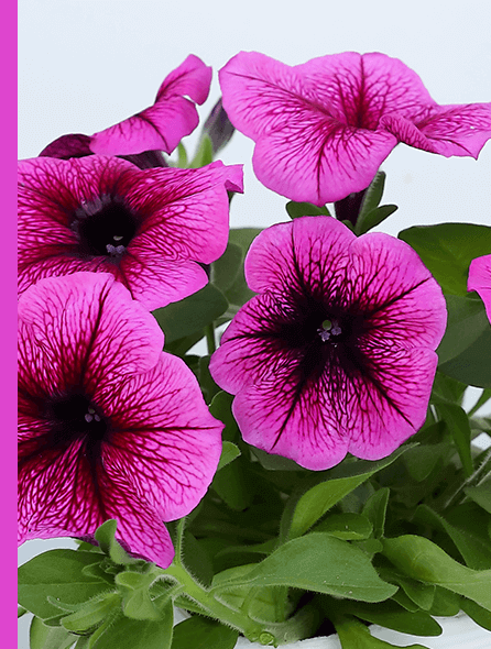 よく咲くペチュニア バカラiQ プラム 写真