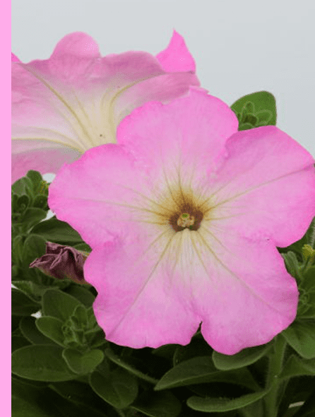 よく咲くペチュニア パフィン ピンクモーン 写真