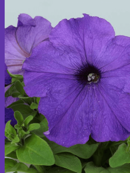 よく咲くペチュニア パフィン ミッドブルー 写真