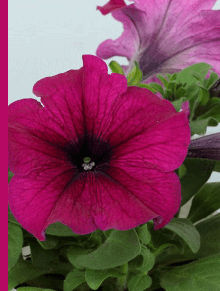 よく咲くペチュニア パフィン パープル 写真