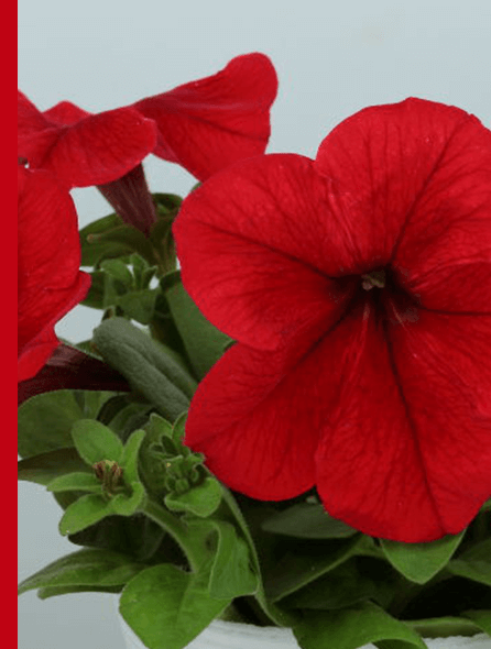 よく咲くペチュニア パフィン レッド 写真