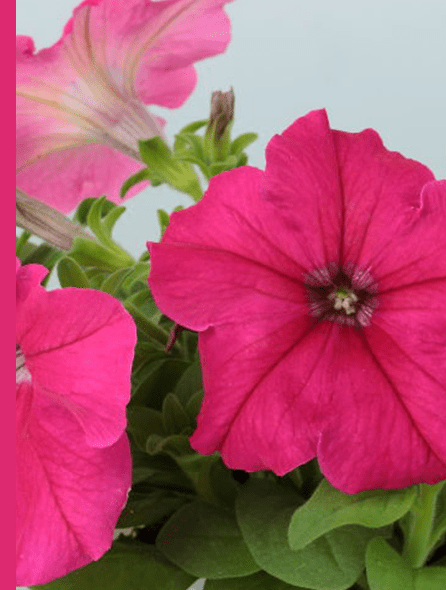 よく咲くペチュニア パフィン ローズ 写真