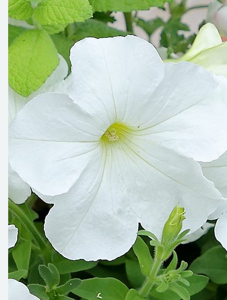 よく咲くペチュニア パフィン ホワイト 写真