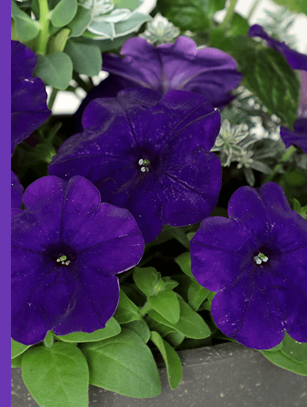 よく咲くペチュニア バカラiQ ブルー 写真